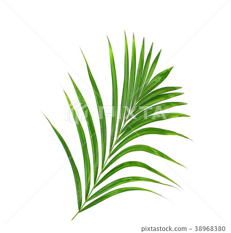 Green leaf of palm tree on white background 38968380