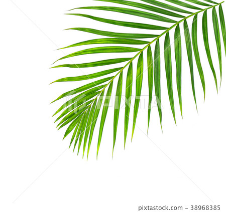 Green leaves of palm tree isolated on white  38968385