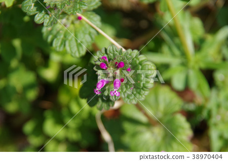 Lamium amplexicaule Lamium amplexicaule 38970404