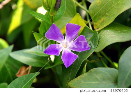 Periwinkle 38970405