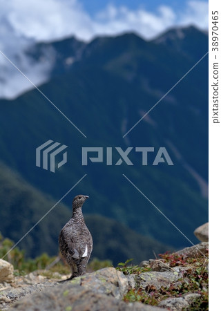 Grouse (Southern Alps) Grouse (Southern Alps) 38970465