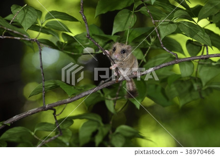 Treetop Yamane（青森縣） 38970466