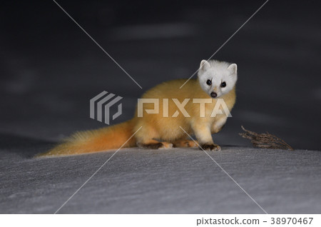 仲冬十（青森縣） 38970467