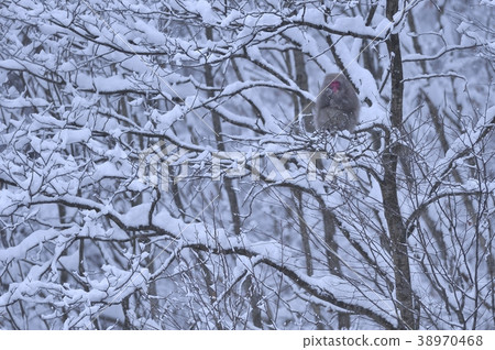 猴子在下雪天（青森縣） 38970468