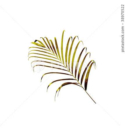 green leaf of palm tree isolated on white green leaf of palm tree isolated on white 38970522