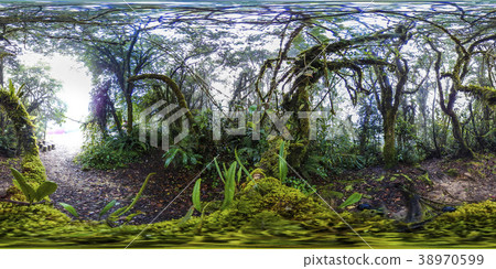 Rain Forest hiking trail in 360 Panorama VR Rain Forest hiking trail in 360 Panorama VR 38970599