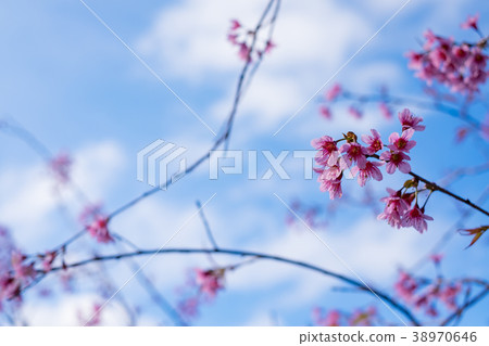 Cherry blossom sakura or Prunus Cesacoides 38970646