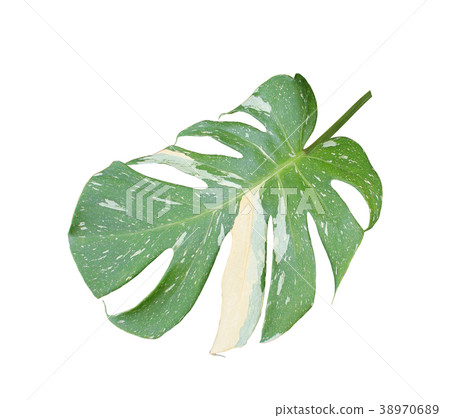 green palm leaf isolated with clipping path 38970689