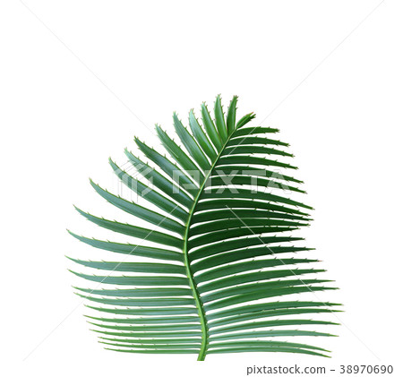 green palm leaf isolated with clipping path 38970690