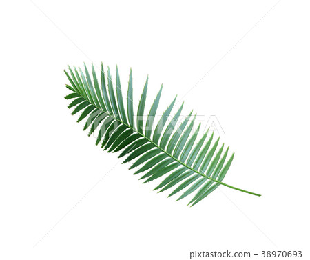 green palm leaf isolated with clipping path 38970693