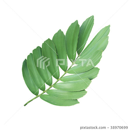 clump palm leaf ornamental plant isolated clump palm leaf ornamental plant isolated 38970699