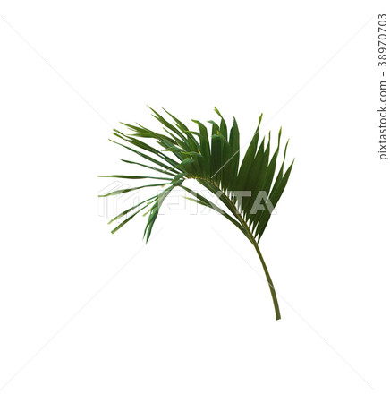 green palm leaf isolated with clipping path 38970703