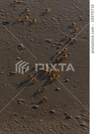 small beach crabs 38970716