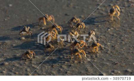 small beach crabs 38970719