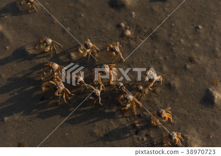 small beach crabs 38970723