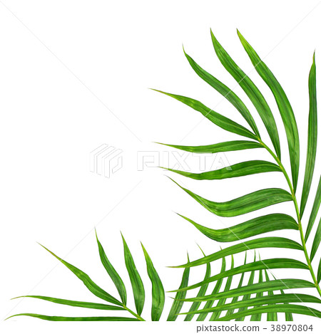 Green leaves of palm tree isolated on white Green leaves of palm tree isolated on white 38970804
