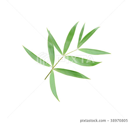 green leaf of palm tree isolated on white green leaf of palm tree isolated on white 38970805