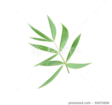 green leaf of palm tree isolated on white green leaf of palm tree isolated on white 38970806