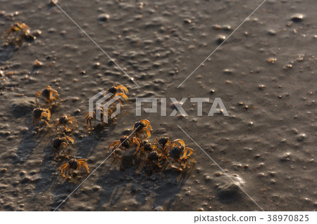 small beach crabs 38970825