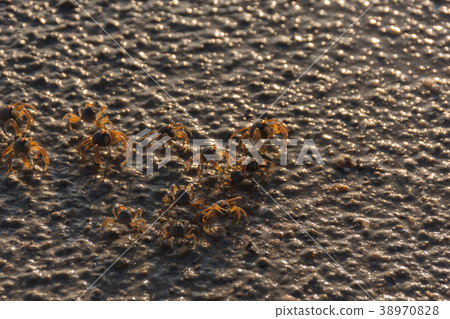 small beach crabs 38970828