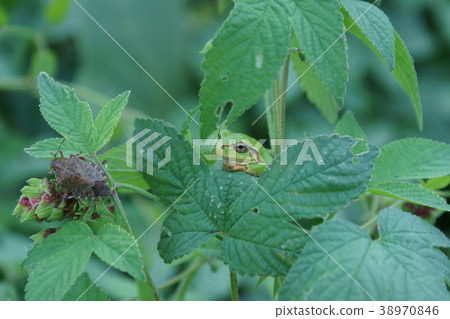 Japan Umuri A little cute frog. 38970846