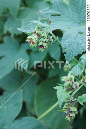 Iron chopsticks Kanamugu female flowers Flower language is "a powerful person" Iron chopsticks Kanamugu female flowers Flower language is "a powerful person" 38970863