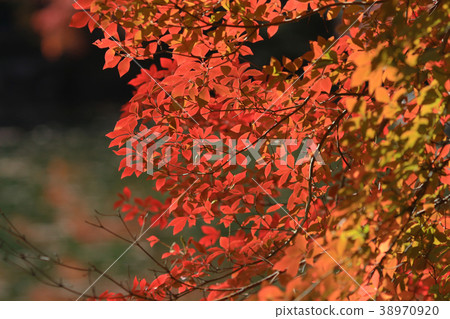 full red leaves in japan garden at Kyoto, japan 38970920