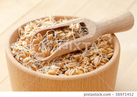 Wooden bowl of sprouted wheat seeds. 38971452