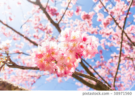 Taiwan, Taoyuan, Ulsan, Beihai Farm, Yuhua 38971560