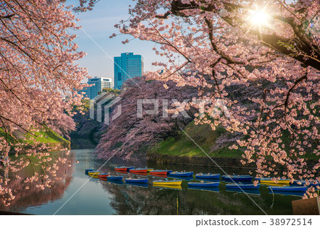 shidorigafuji tokyo shidorigafuji tokyo 38972514