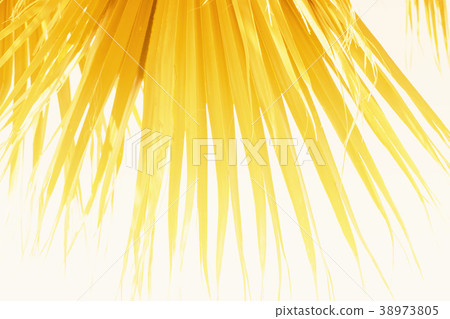Palm Leaves Branches Sun Light Natural Background 38973805
