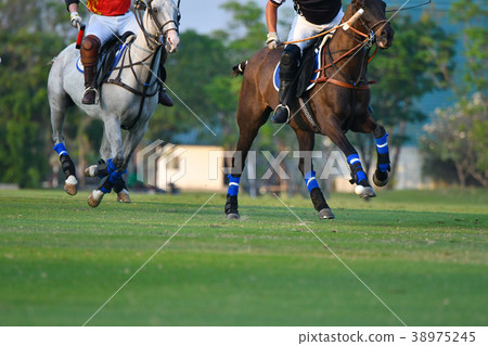 Horse polo are competing in the polo field. 38975245