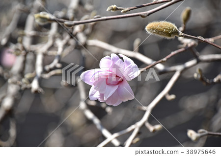 Sidekobushi（四手辣） 38975646