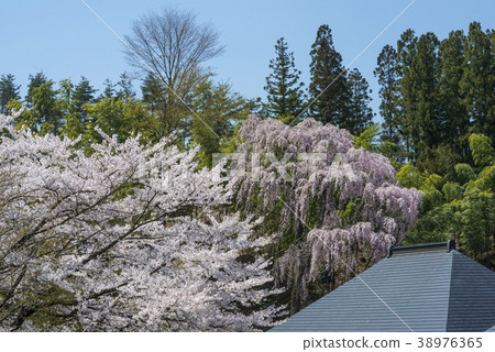 Weeping cherry blossoms of Fukuen-ji Temple in the spring 38976365