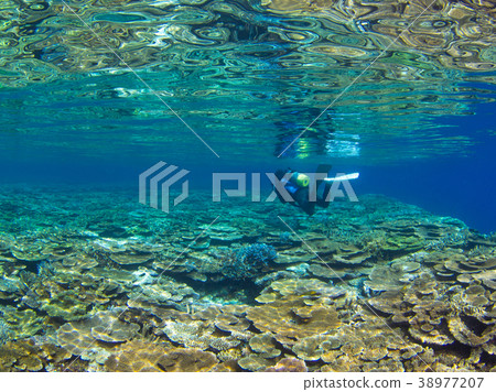 Coral Reef 38977207