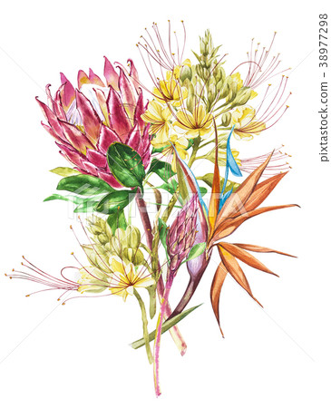 Watercolor Protea, Caesalpinia and Strelitzia Watercolor Protea, Caesalpinia and Strelitzia 38977298