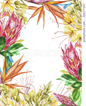 Tropical blank for text. Watercolor Protea 38977347