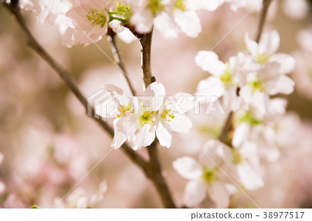 Glittering and cheerful cherry blossoms in full bloom Glittering and cheerful cherry blossoms in full bloom 38977517
