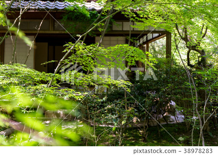 Takiguchiji 38978283