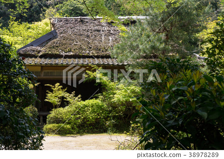 Takiguchiji 38978289