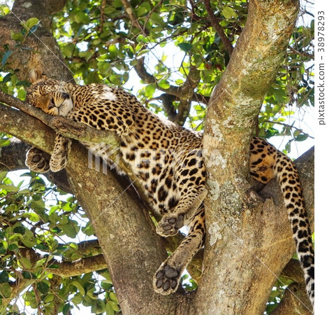 Leopard on tree Leopard on tree 38978293