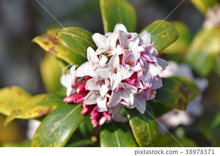 Jingzhou (sinking flower) 38978371