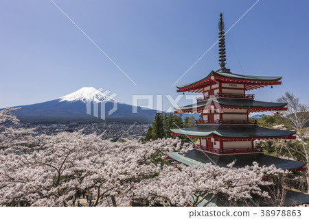 Fuji and Shinagurayama Sakura at Asama Shrine Fuji and Shinagurayama Sakura at Asama Shrine 38978863