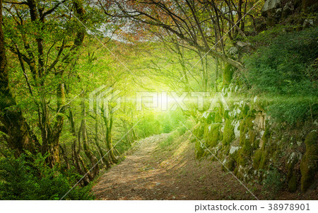 Bright light and footpath in green forest 38978901