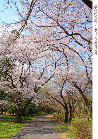 Sakura，Koganei City，Tokyo Prefecture Sakura，Fuchu City Tama Town，Musashino Park 38979149