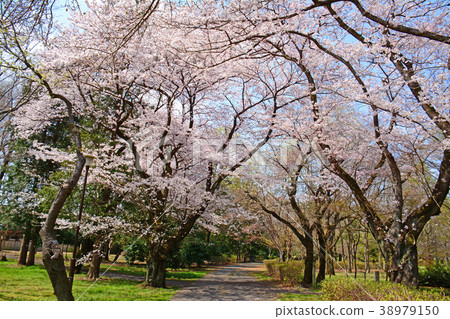 Sakura，Koganei City，Tokyo Prefecture Sakura，Fuchu City Tama Town，Musashino Park 38979150