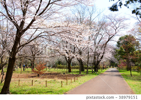 Sakura，Koganei City，Tokyo Prefecture Sakura，Fuchu City Tama Town，Musashino Park 38979151