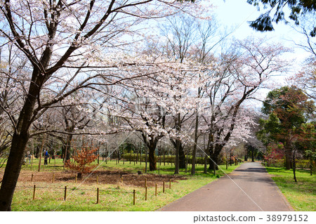 Sakura，Koganei City，Tokyo Prefecture Sakura，Fuchu City Tama Town，Musashino Park 38979152