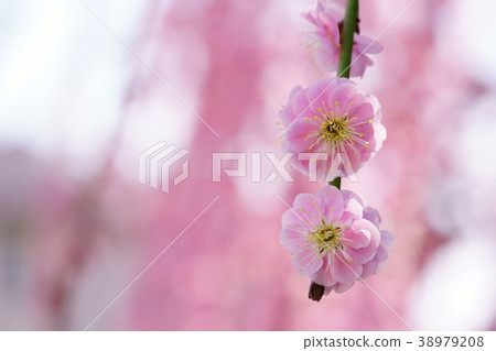 Hanging plum 4 in full bloom Hanging plum 4 in full bloom 38979208