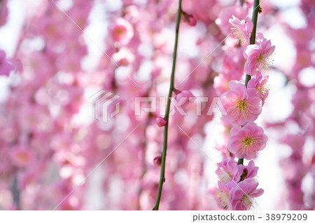 Plumber shower 2 Plumber shower 2 38979209